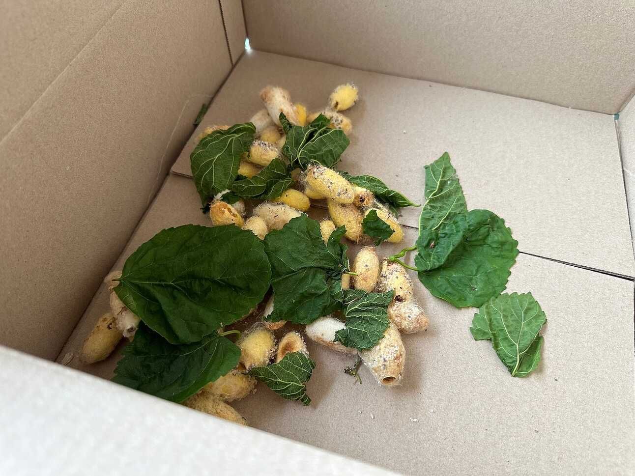 Huevos del año pasado recubriendo los capullos del año pasado y rodeados de hojas de morera.